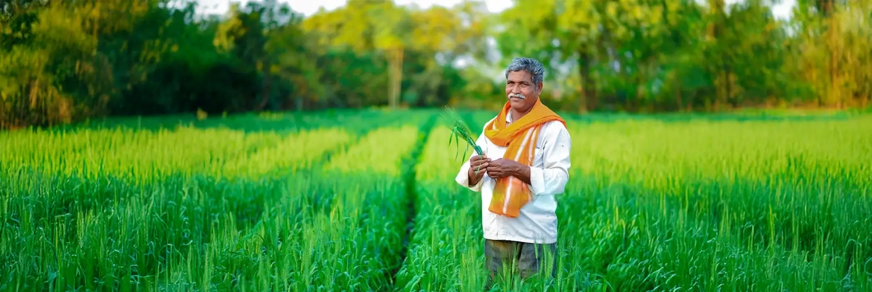  A happy Indian farmer inspecting his crops in his agricultural field.